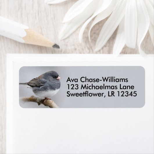 Dunkel-Mit Augen Junco Sparrow Songbird auf Birnba (Insitu)