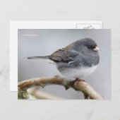 Dunkel-Mit Augen Junco-Sparrow-Songbird-Ionenbaum Postkarte (Vorne/Hinten)