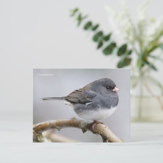 Dunkel-Mit Augen Junco-Sparrow-Songbird-Ionenbaum Postkarte (Stehend Vorderseite)