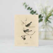 Dunkel-mit Augen Junco - von Audubons Vögeln in Am Postkarte (Stehend Vorderseite)
