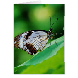 Dunkelbraun und Grauschmetterling