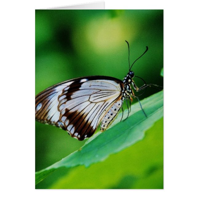 Dunkelbraun und Grauschmetterling (Vorne)