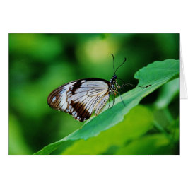 Dunkelbraun und Grauschmetterling