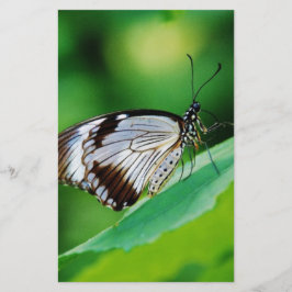 Dunkelbraun und Grauschmetterling