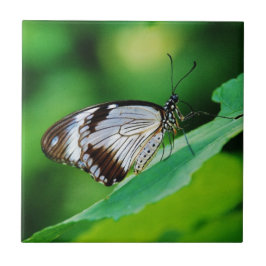 Dunkelbraun und Grauschmetterling Fliese