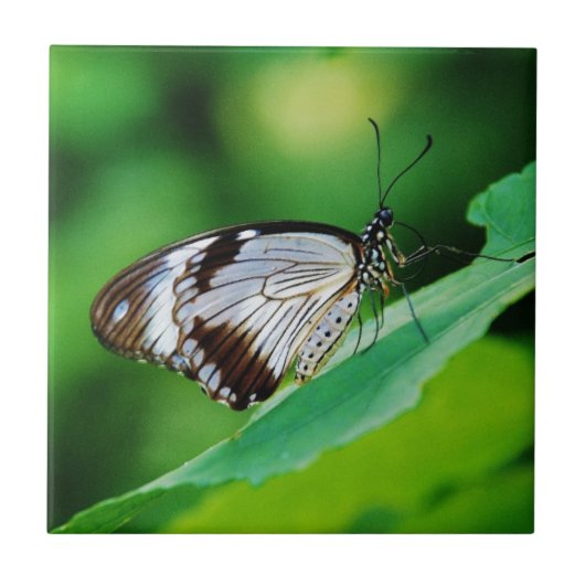 Dunkelbraun und Grauschmetterling Fliese (Vorderseite)