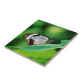 Dunkelbraun und Grauschmetterling Fliese (Seite)