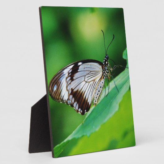 Dunkelbraun und Grauschmetterling Fotoplatte (Seite)