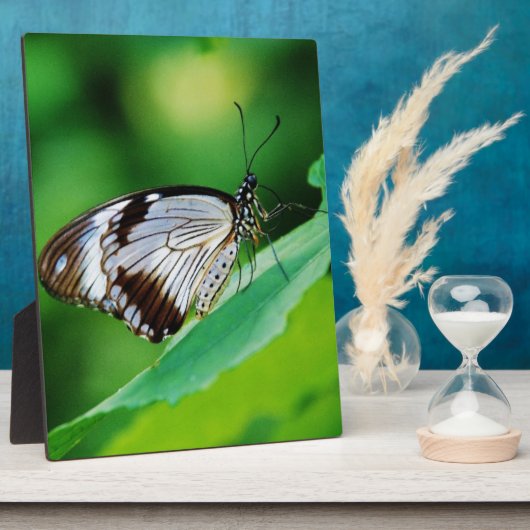 Dunkelbraun und Grauschmetterling Fotoplatte (Seite)