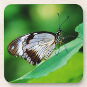 Dunkelbraun und Grauschmetterling Getränkeuntersetzer (Vorderseite)