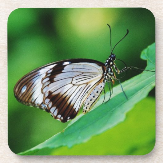 Dunkelbraun und Grauschmetterling Getränkeuntersetzer (Vorderseite)