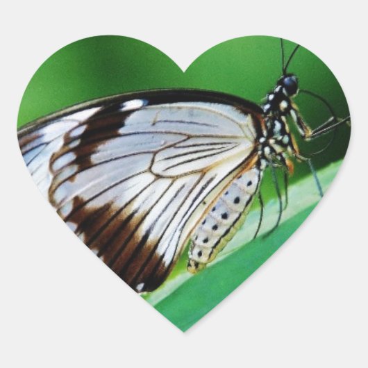Dunkelbraun und Grauschmetterling Herz-Aufkleber (Vorderseite)