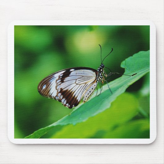 Dunkelbraun und Grauschmetterling Mousepad (Vorne)