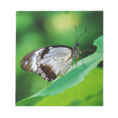 Dunkelbraun und Grauschmetterling Notizblock (Vorderseite)