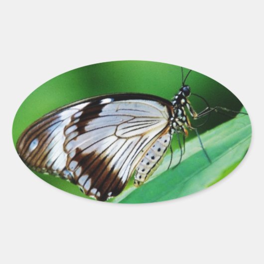 Dunkelbraun und Grauschmetterling Ovaler Aufkleber (Vorderseite)