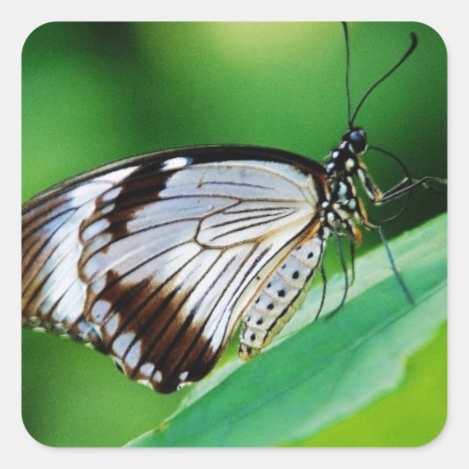 Dunkelbraun und Grauschmetterling Quadratischer Aufkleber (Vorderseite)