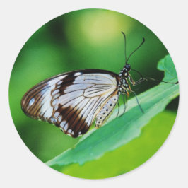 Dunkelbraun und Grauschmetterling Runder Aufkleber