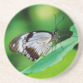 Dunkelbraun und Grauschmetterling Untersetzer (Vorne)