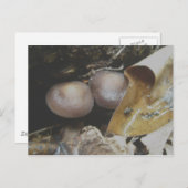 Dunkelbraune Pair-Pilze Postkarte (Vorne/Hinten)