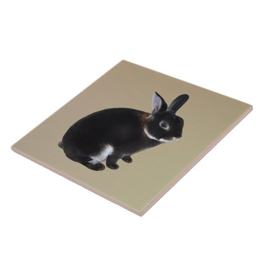 Dunkelbraune und weiße Mini-Rex-Kaninchen Fliese (Seite)