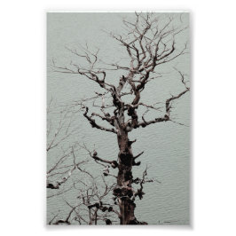 Dunkelgeflechteter, wetterbedeckter Baum am Blauen Fotodruck