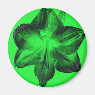 Dunkelgrün auf hellgrünen Amaryllis Magnet