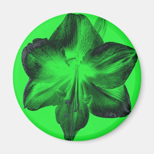 Dunkelgrün auf hellgrünen Amaryllis Magnet (Vorne)