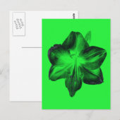 Dunkelgrün auf hellgrünen Amaryllis Postkarte (Vorne/Hinten)
