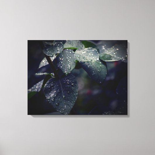 Dunkelgrüne Blätter und Regentropfen Leinwanddruck (Vorderseite)
