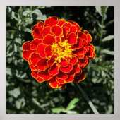 Dunkelorange Poster (Vorne)