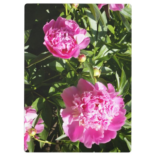 Dunkelrosa Erdnüsse Klemmbrett (Rückseite)