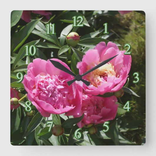 Dunkelrosa Erdnüsse Quadratische Wanduhr (Vorderseite)