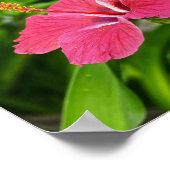 Dunkelrosa Hibiskus Poster (Ecke)