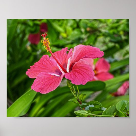 Dunkelrosa Hibiskus Poster (Vorne)