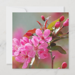 Dunkelrosa Kirschblüten