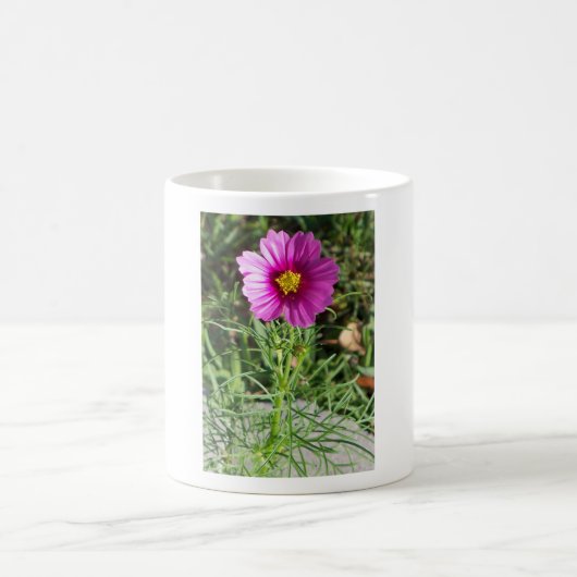 Dunkelrosa Kosmos daisy Blume Kaffeetasse (Mittel)