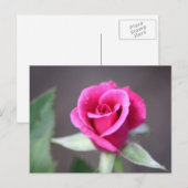 dunkelrosa Mini-Rose Postkarte (Vorne/Hinten)