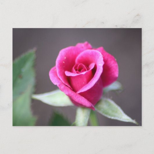 dunkelrosa Mini-Rose Postkarte (Vorderseite)