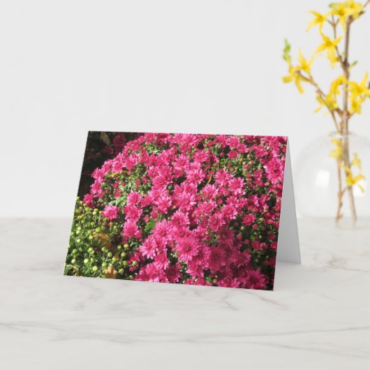 Dunkelrosa Mums Karte (Gelbe Blume)