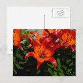 Dunkelrosa Orange Lily Postkarte (Vorne/Hinten)