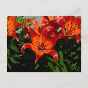 Dunkelrosa Orange Lily Postkarte
