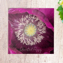 Dunkelrosa Orientalischer Mohn Blumen