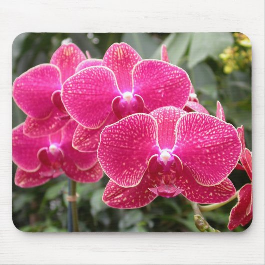 Dunkelrosa Phalaenopsis Mousepad (Vorne)