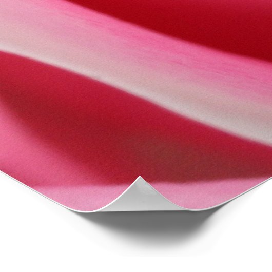 Dunkelrosa Rose 01 Poster (Ecke)