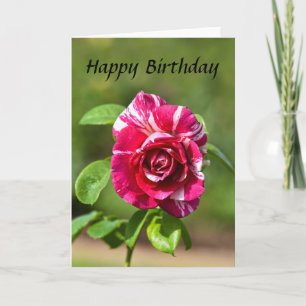 "Dunkelrosa und weiß gestrichene Rose, Happy Birth Karte