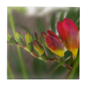 Dunkelrot-Freesie Fliese