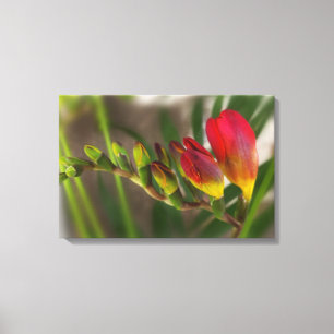 Dunkelrot-Freesie Leinwanddruck