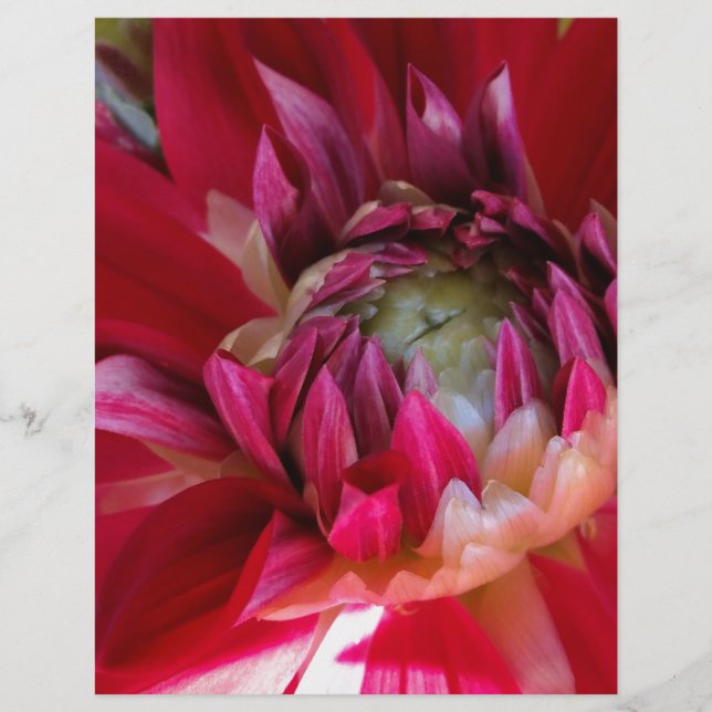 dunkelrote Blüte (Vorderseite)