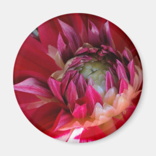 dunkelrote Blüte Magnet