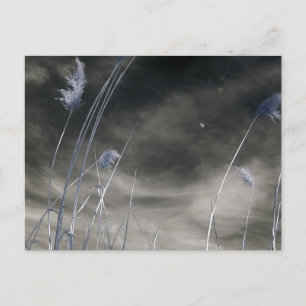 Dunkelsonniger Himmel/Infrarotfotografie Postkarte